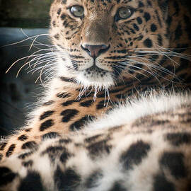 Amur Leopard by Chris Boulton
