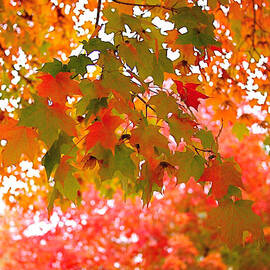 Autumn Leaves by Rona Black