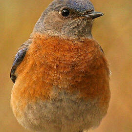 Bluebird by Jean Noren