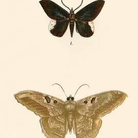 Butterflies by English School
