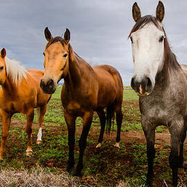 3 horses by Jean Noren