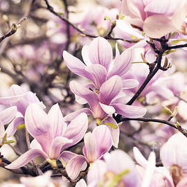 Magnolia tree in spring by Jelena Jovanovic