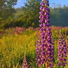 Morning Lupine by Jeff Sinon