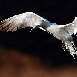 Northern Gannet by Grant Glendinning