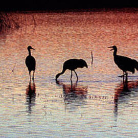 Sandhill Cranes by Steven Ralser