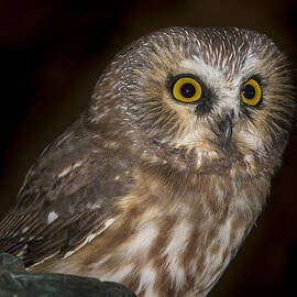 Saw-Whet by Jean Noren