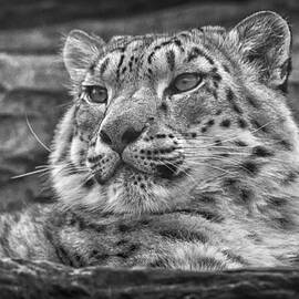 Snow Leopard by Chris Boulton