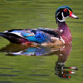 Wood duck by Jean Noren