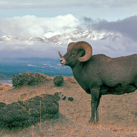 Bighorn Sheep by Mark Newman