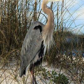Blending In by Adam Jewell