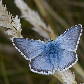 Common Blue Butterfly by Shirley Mitchell