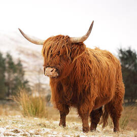 Highland Cow by Grant Glendinning
