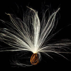 Macro photo of swamp milkweed seed pod by Steven Heap