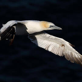 Northern Gannet by Grant Glendinning