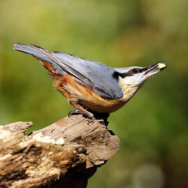 Nuthatch by Grant Glendinning