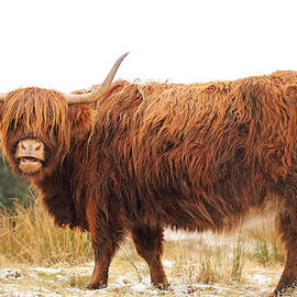 Highland Cow by Grant Glendinning