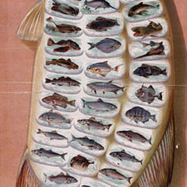 50 Fish from American Waters by Georgia Clare