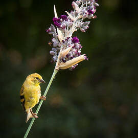 Balancing Act by Jean Noren