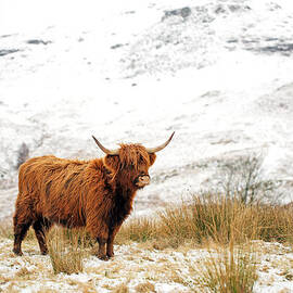 Highland Cow by Grant Glendinning