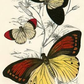 Butterflies by English School