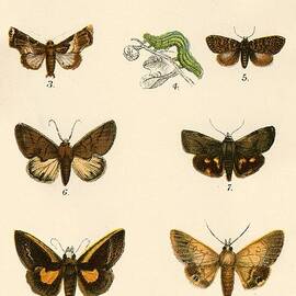 Butterflies by English School