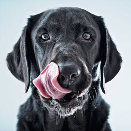 A Black Dog Licking His Lips by Ben Welsh Design Pics