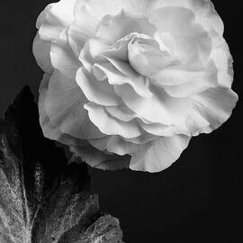 A Camellia Flower by J. Horace McFarland