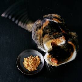 A Cat Beside A Dish Of Cat Food by Romulo Yanes