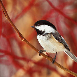 A Chickadee Sits On A Tree Branch With by Steve Nagy Design Pics