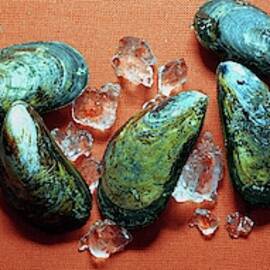 A Cluster Of Mussels by Romulo Yanes