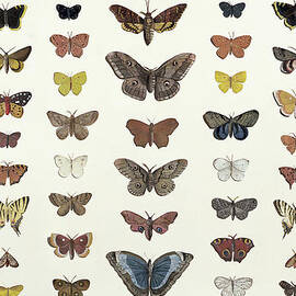 A collage of butterflies and moths by French School