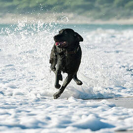 A Dog Running In The Tide Along A Beach by Ben Welsh Design Pics