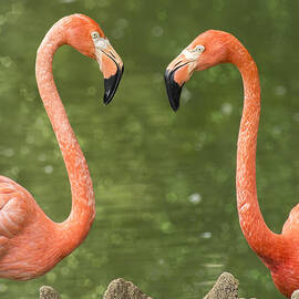 A Flamingo Hello by Bill and Linda Tiepelman
