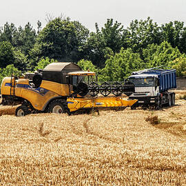 A French Harvest by Georgia Clare