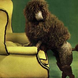 A House And Garden Cover Of A Poodle by Anton Bruehl