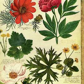 A House And Garden Cover Of Flowers by Jacob Stauffer