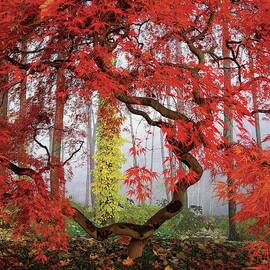 A Japanese Maple Tree by Richard Felber