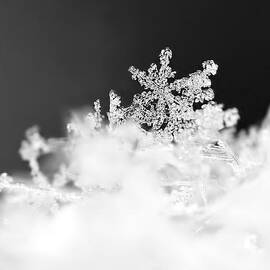 A Jewel of a Snowflake by Rona Black