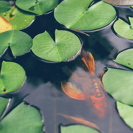 A Koi Fish Swimming Underneath Lily by Melissa Ross