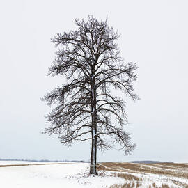 A Lone Tree Stands In A Snow Covered by Steve Nagy Design Pics
