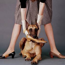 A Model With A Dog Holding A Shoe In Its Mouth by John Rawlings