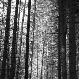 A Moonlit Forest by Georgia Clare