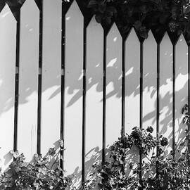 A Picket Fence by Max Tatch
