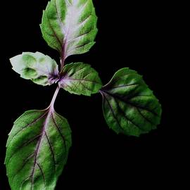 A Sprig Of Basil by Romulo Yanes