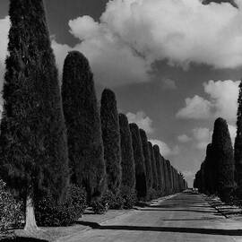 A Street Lined With Cypress Trees by John Kabel