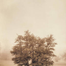 A Tree in the Fog by Scott Norris