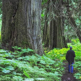 A Walk in the Ancient Forest by Mary Lee Dereske