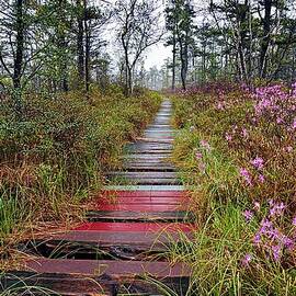 A Walk In The Heath Saco Maine by Jeff Sinon