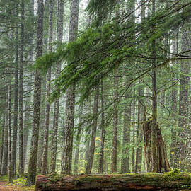A Walk Through the Forest by Jean Noren