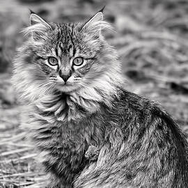 A Young Maine Coon by Rona Black